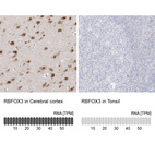 Anti-RBFOX3 Antibody