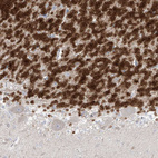 Anti-RBFOX3 Antibody