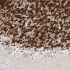 Immunohistochemical staining of human cerebellum shows strong nuclear positivity in cells in granular layer.