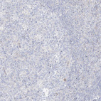 Anti-RBFOX3 Antibody