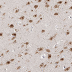 Anti-RBFOX3 Antibody