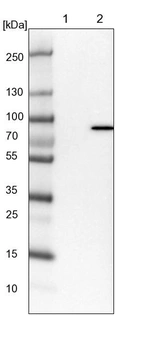 Lane 1: NIH-3T3 cell lysate (Mouse embryonic fibroblast cells)_br/_Lane 2: NBT-II cell lysate (Rat Wistar bladder tumour cells)