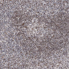 Immunohistochemical staining of human tonsil shows moderate nuclear positivity in lymphoid cells.