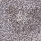 Immunohistochemical staining of human tonsil shows moderate nuclear positivity in lymphoid cells.