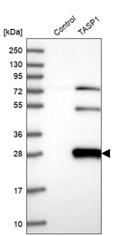 Western blot analysis in control (vector only transfected HEK293T lysate) and TASP1 over-expression lysate (Co-expressed with a C-terminal myc-DDK tag (~3.1 kDa) in mammalian HEK293T cells, LY402609).