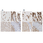 Anti-LRRC59 Antibody