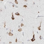 Immunohistochemical staining of human cerebral cortex using Anti-LRRC59 antibody HPA030827.