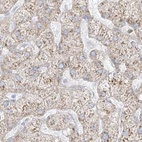 Immunohistochemical staining of human liver using Anti-LRRC59 antibody HPA030827.