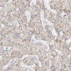 Immunohistochemical staining of human liver using Anti-LRRC59 antibody HPA030827.