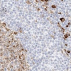 Immunohistochemical staining of human lymph node using Anti-LRRC59 antibody HPA030827.