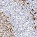 Immunohistochemical staining of human lymph node using Anti-LRRC59 antibody HPA030827.