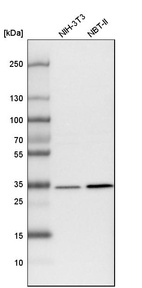 Western blot analysis in mouse cell line NIH-3T3 and rat cell line NBT-II.