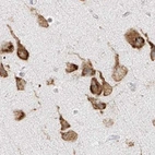 Immunohistochemical staining of human cerebral cortex using Anti-LRRC59 antibody HPA030829.