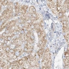 Immunohistochemical staining of human liver using Anti-LRRC59 antibody HPA030829.