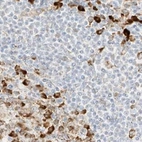 Immunohistochemical staining of human lymph node using Anti-LRRC59 antibody HPA030829.