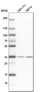 Western blot analysis in mouse cell line NIH-3T3 and rat cell line NBT-II.