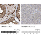 Anti-MAPKBP1 Antibody