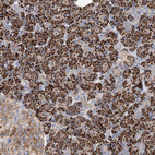 Immunohistochemical staining of human pancreas shows strong granular cytoplasmic positivity in exocrine glandular cells.