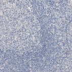 Immunohistochemical staining of human tonsil shows no positivity in non-germinal center cells as expected.