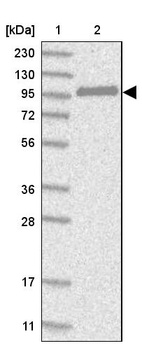Anti-CNKSR1 Antibody