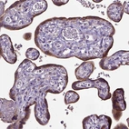 Immunohistochemical staining of human placenta shows moderate to strong positivity in trophoblastic cells.