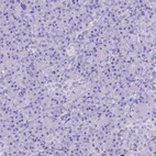Immunohistochemical staining of human pancreas shows no positivity in exocrine glandular cells as expected.