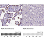 Anti-ADAM12 Antibody