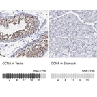 Anti-GCNA Antibody
