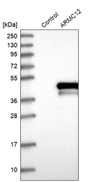 Anti-ARMC12 Antibody