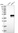 Anti-ARMC12 Antibody