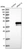 Anti-ARMC12 Antibody