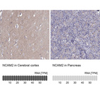 Anti-NCAM2 Antibody