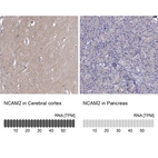 Anti-NCAM2 Antibody