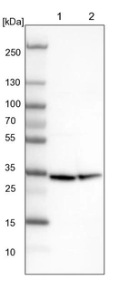 Lane 1: NIH-3T3 cell lysate (Mouse embryonic fibroblast cells)_br/_Lane 2: NBT-II cell lysate (Rat Wistar bladder tumour cells)