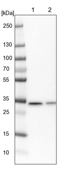 Lane 1: NIH-3T3 cell lysate (Mouse embryonic fibroblast cells)_br/_Lane 2: NBT-II cell lysate (Rat Wistar bladder tumour cells)