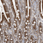 Immunohistochemical staining of human duodenum shows strong cytoplasmic positivity in glandular cells.