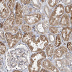 Immunohistochemical staining of human kidney shows moderate cytoplasmic positivity in cells in tubules.