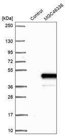 Anti-ZNF843 Antibody