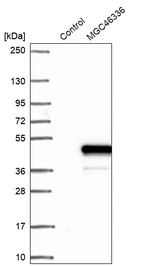 Western blot analysis in control (vector only transfected HEK293T lysate) and LY403727 over-expression lysate (Co-expressed with a C-terminal myc-DDK tag (~3.1 kDa) in mammalian HEK293T cells, LY403727).
