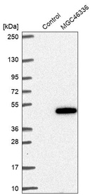 Western blot analysis in control (vector only transfected HEK293T lysate) and LY403727 over-expression lysate (Co-expressed with a C-terminal myc-DDK tag (~3.1 kDa) in mammalian HEK293T cells, LY403727).