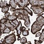 Immunohistochemical staining of human placenta shows strong cytoplasmic positivity in trophoblastic cells.