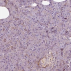 Immunohistochemical staining of human pancreas shows only very weak positivity in exocrine glandular cells.