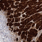 Immunohistochemical staining of human adrenal gland shows high expression.
