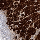 Immunohistochemical staining of human adrenal gland shows high expression.