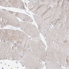 Immunohistochemical staining of human skeletal muscle shows low expression as expected.