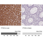 Anti-FTCD Antibody