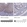 Anti-RIPK4 Antibody