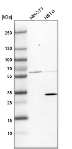 Western blot analysis in mouse cell line NIH-3T3 and rat cell line NBT-II.