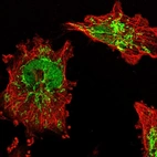 Immunofluorescent staining of human cell line U-251 MG shows localization to nucleoplasm & mitochondria.