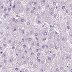 Immunohistochemical staining of human liver using Anti-LGSN antibody HPA030957.